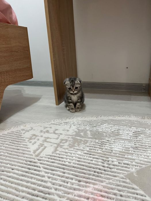 Продам котенка срочно!