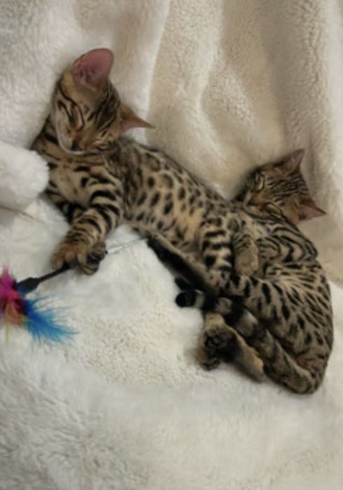 Бенгалски котета