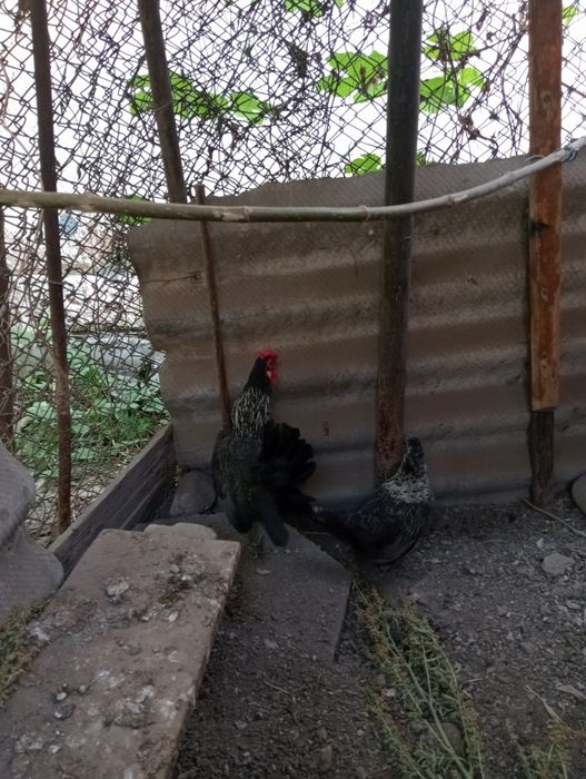 Яйцо инкубационное.