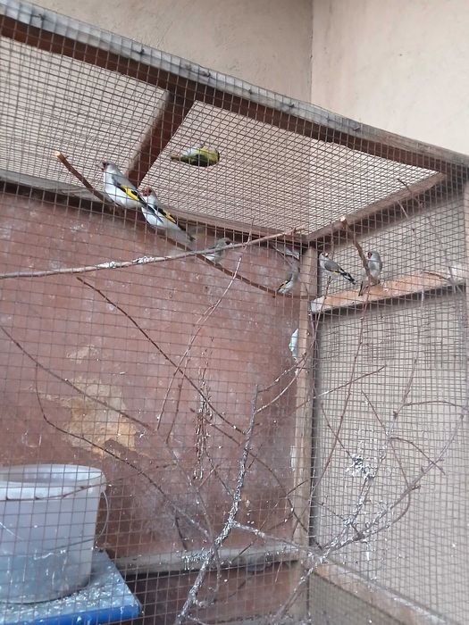 Седоголовые щеглы