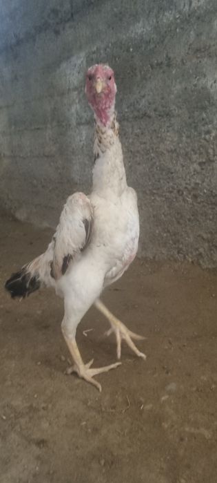 Индуклар сотилади