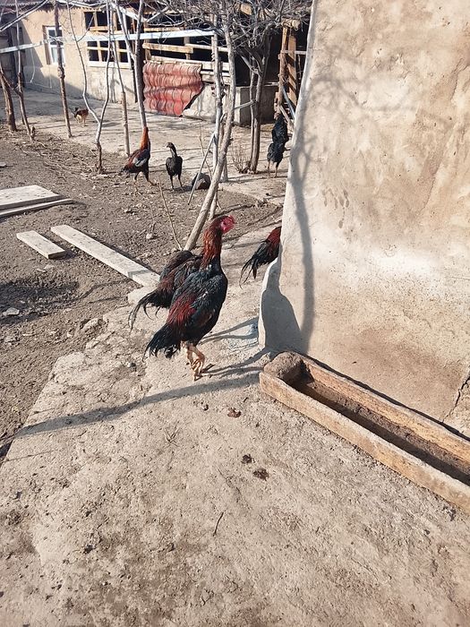 Дакан шоже кораз сатылады