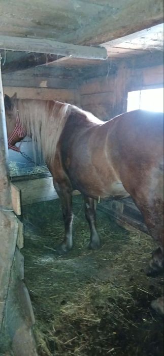 Vând iapă     de 5 ani