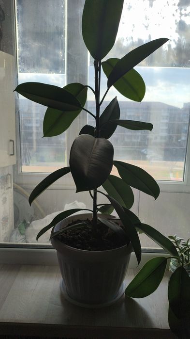 Продам фикус каучуконосный