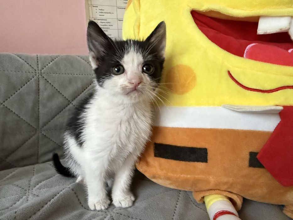 Подаряваме котета