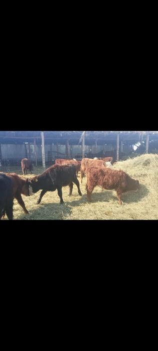 букалар сатылады 80 бас 330 мыннан