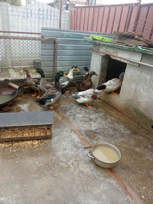 Rațe și rățoi mari de carne tineri