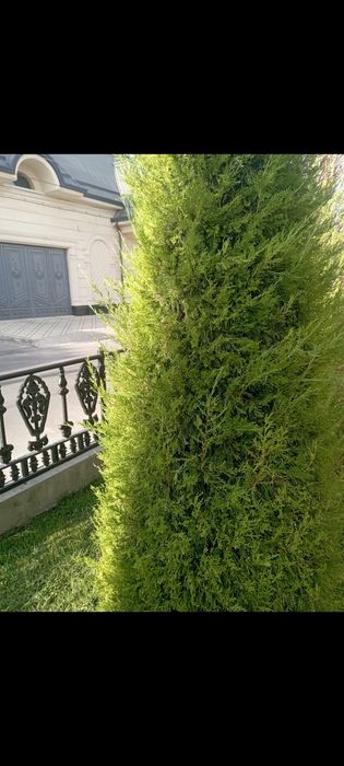 Archa kesish ekish dorilash