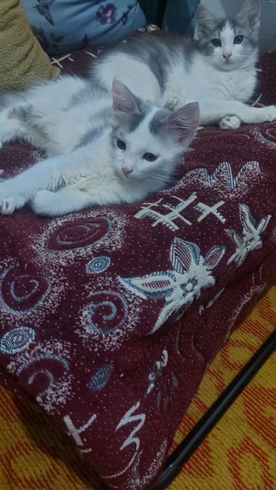 Отдам в добрые руки