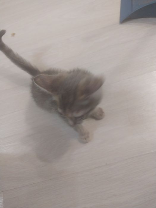 Котенок доброй руки