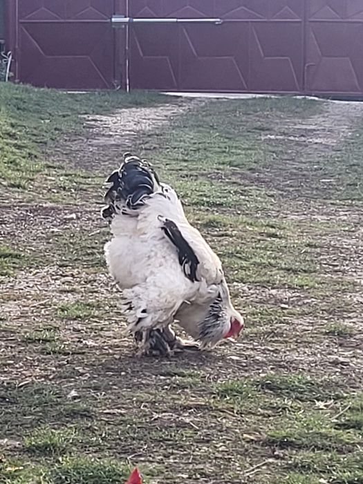 Cocoș din rasa Brahma