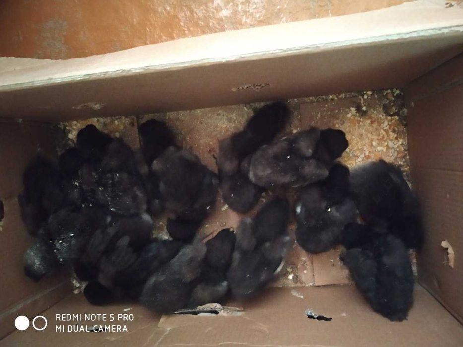 Chorni almaz brama jojalari satiladi narxi 35 mingdan. Urganch