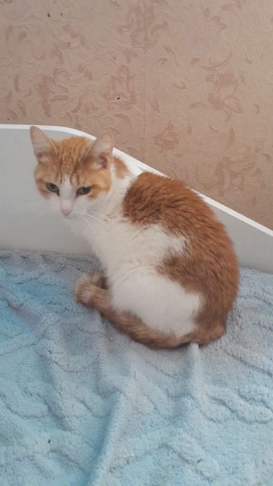 Отдам даром кошечку