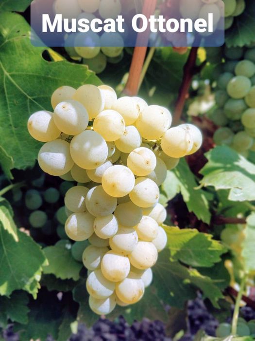 Butasi vita de vie hibride anul 2 și anul 3