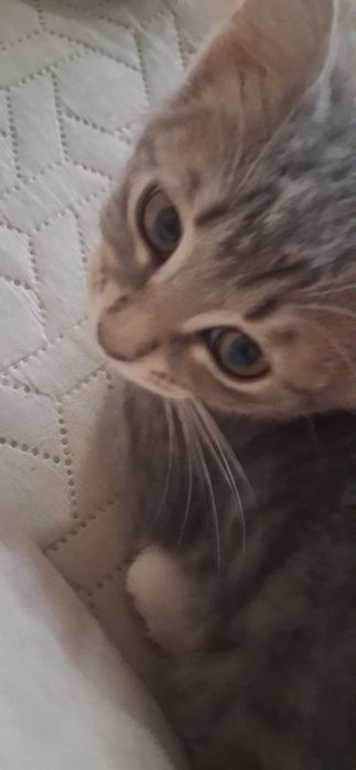 Пропал котенок-девочка