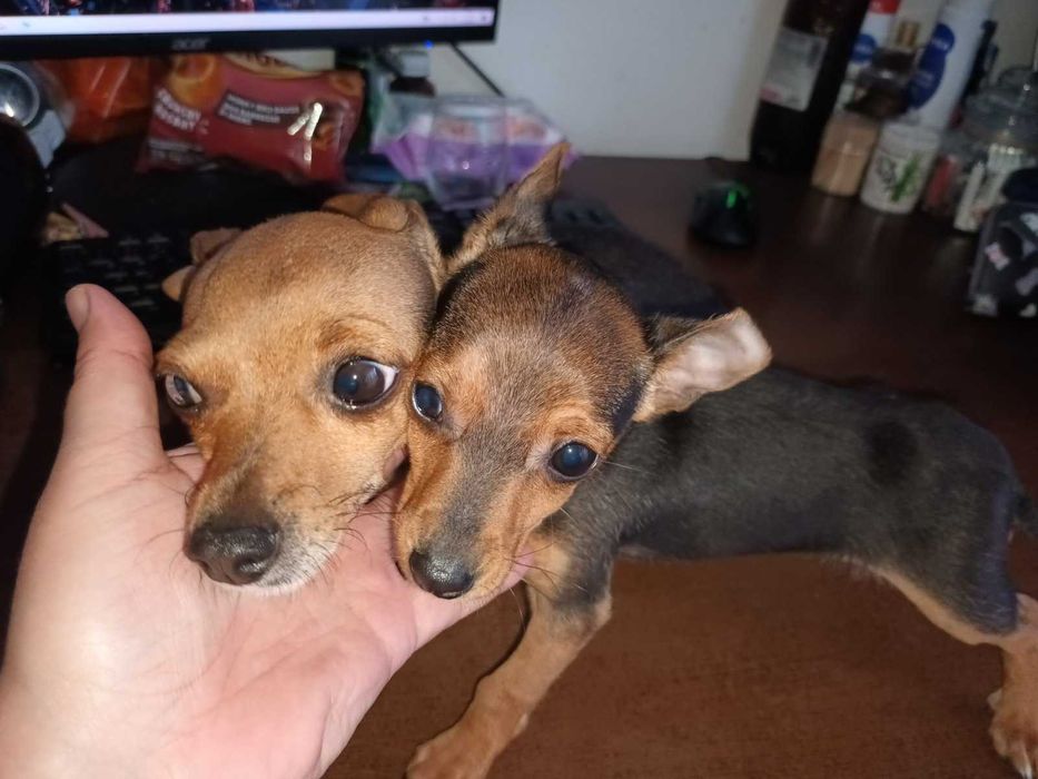 Мъжки мини пинчер