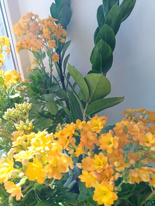 комнатные цветы  .каланхоэ