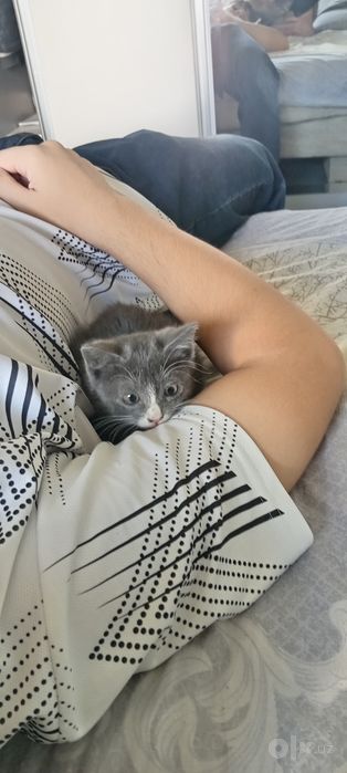 Отдам котят в добрые руки
