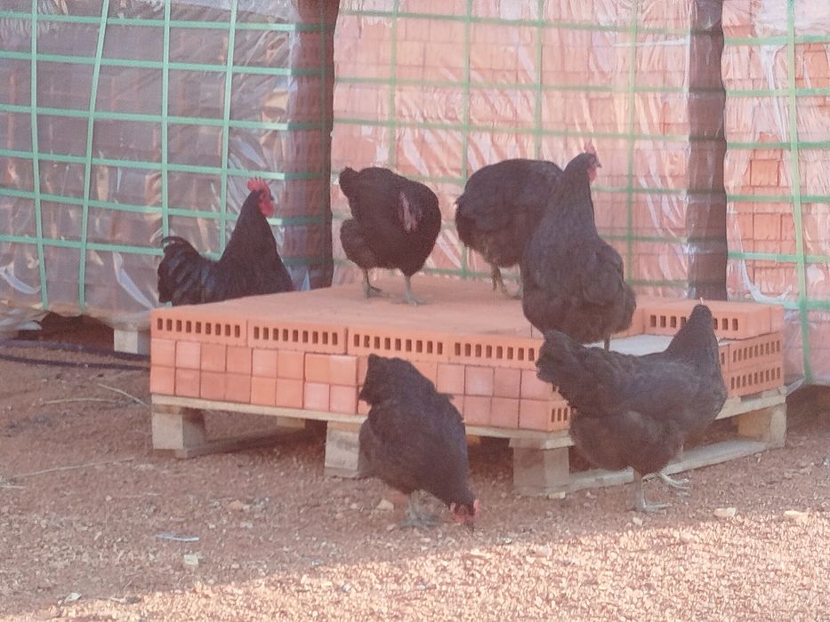 Жерси гигант тухуми