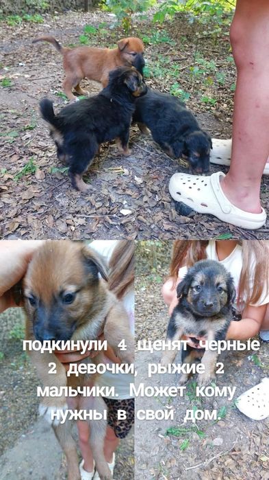 Щеночки Темиртау ищут ответственных хозяев