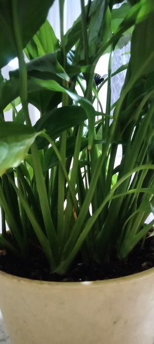 Продам спатифиллум