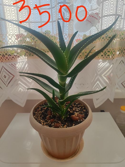 Продам цветы домашние Алое, Герань