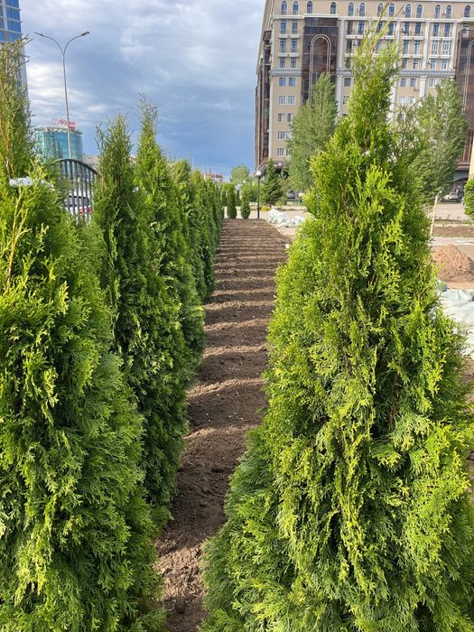 Озеленение територии