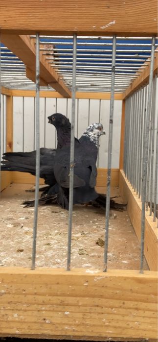 Голуби сочи, жучка и жёлтый