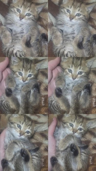 Бесплатно отдам в добрые руки котенка