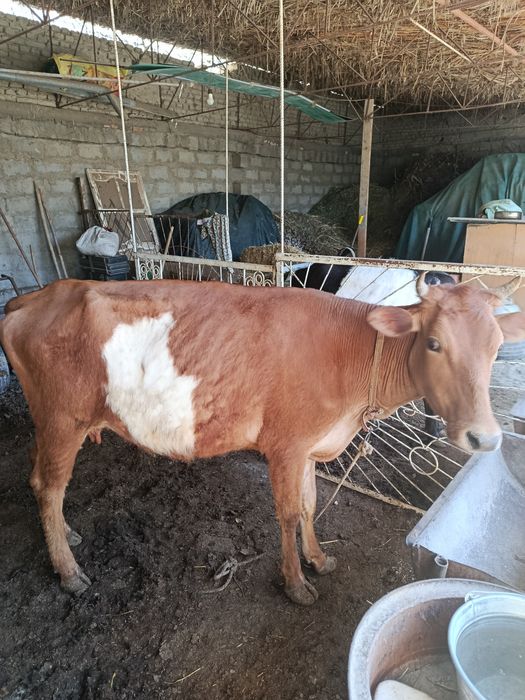 Она бола сигир сотилади