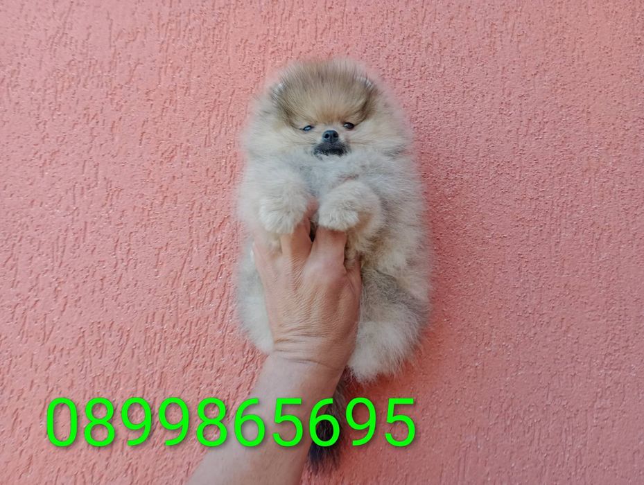 Померани на 3 месеца!