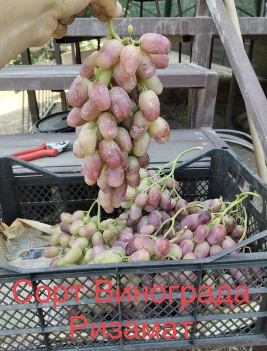 Черенки (чубук) столовых сортов Винограда.