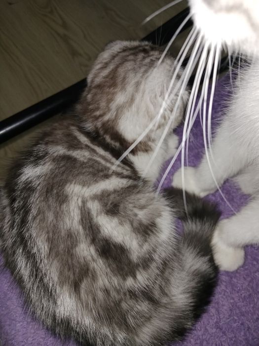 Серебристый мрамор биколорная девочка 3 Мес