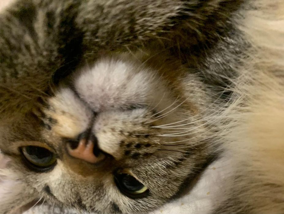 Домашний Котенок