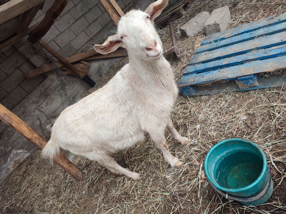 Ешкі сатылады ұрғашы