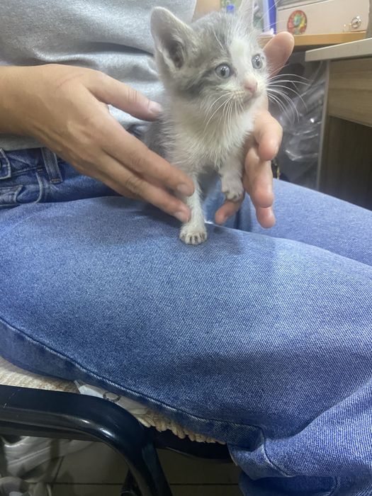 Котенок мальчик маленькии