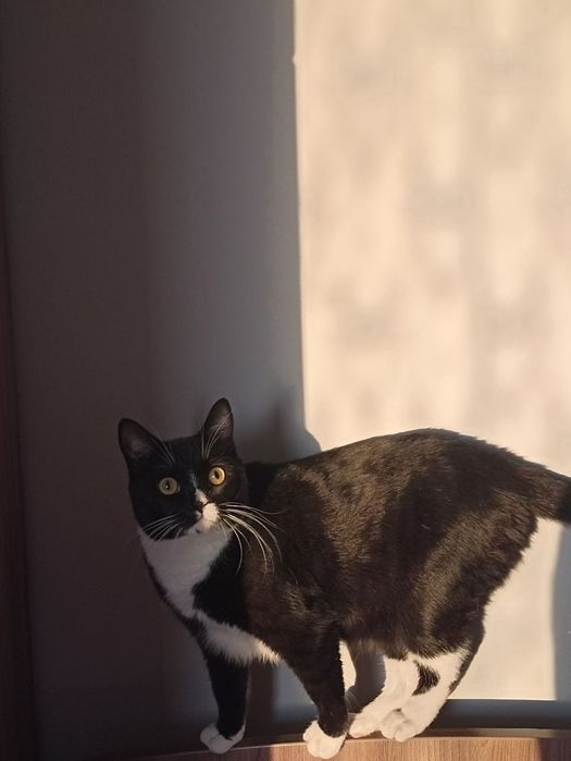 Отдам кошку в добрые руки!