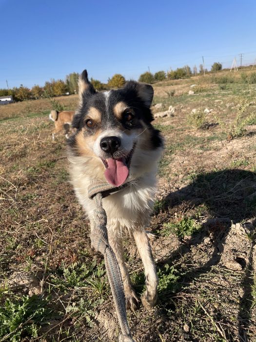 Грю ищет дом!И самого доброго хозяина!