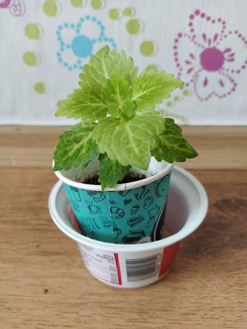 8 копривки + отстъпка