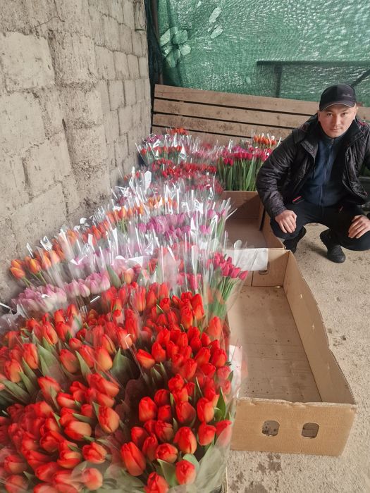 Тюльпаны крупные отборные