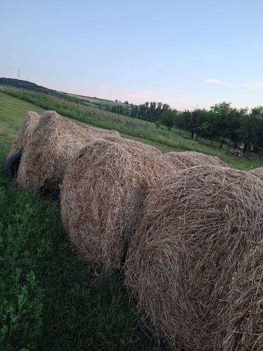 Vand baloți             .