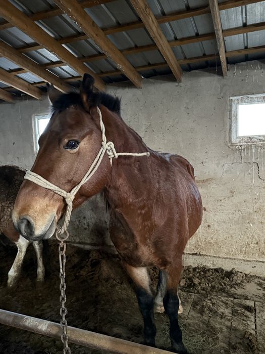 айгыр, жеребец 8 лет