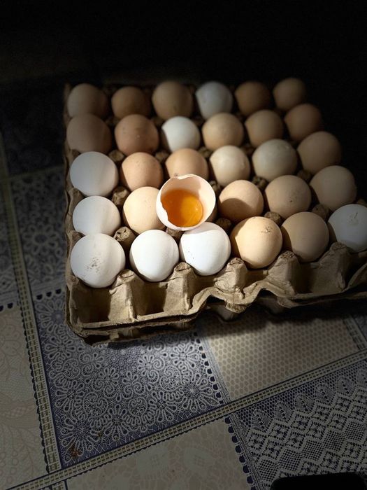 Uy tuxumi kogon beklar