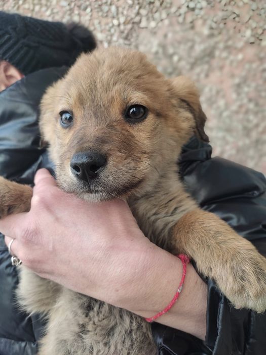 Щенки в добрые руки