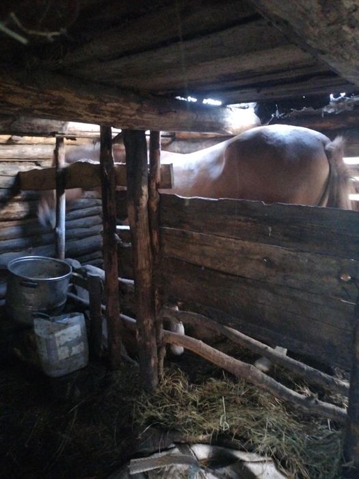 Продам айгыр и два тай