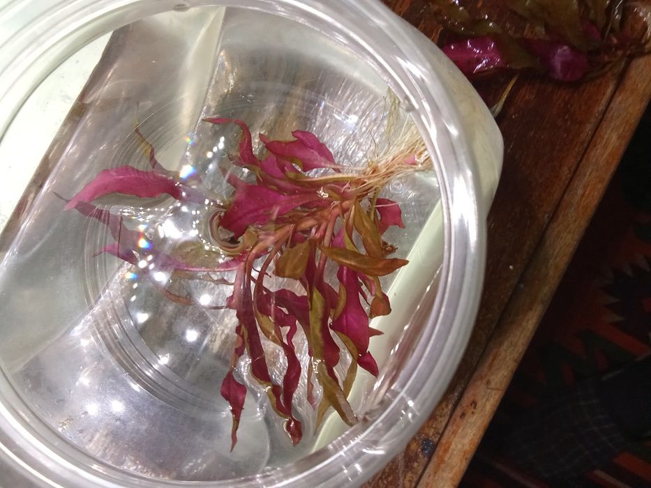 Аквариумные растения