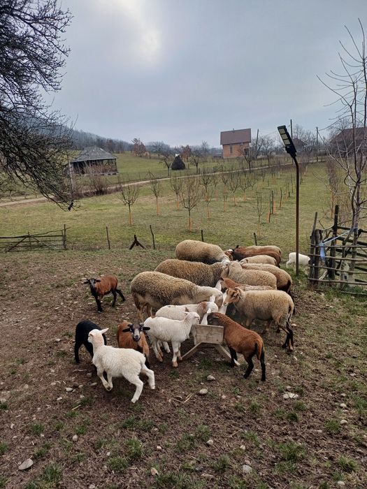 Animale de vanzare
