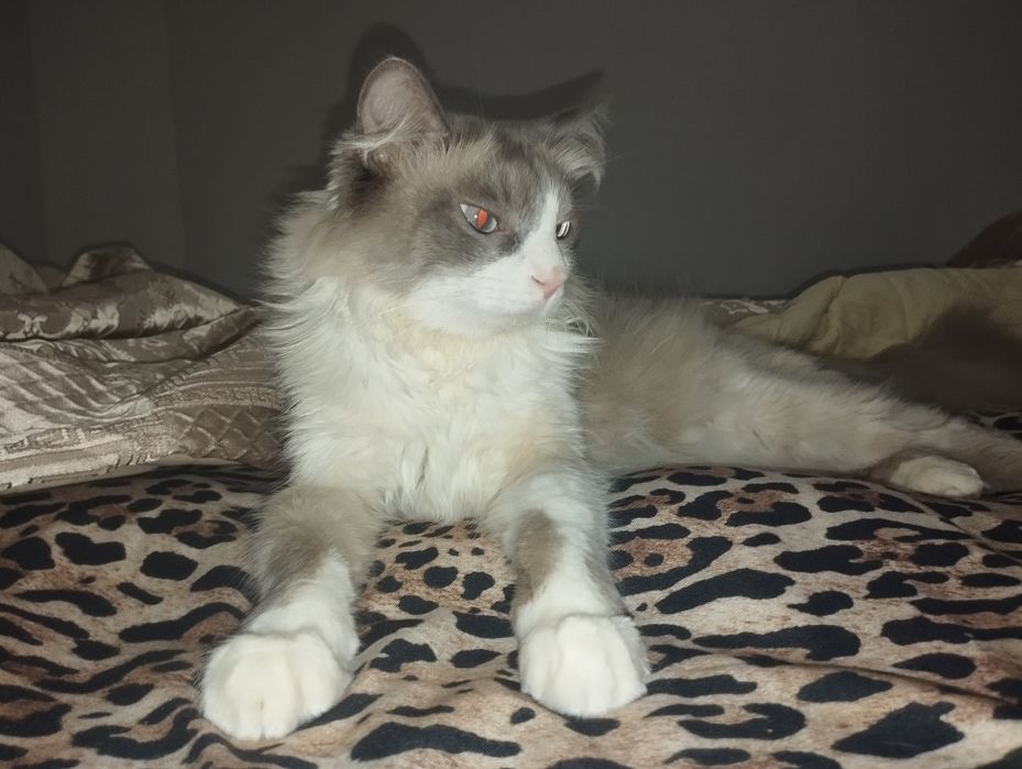 Ragdoll mushuk sotiladi