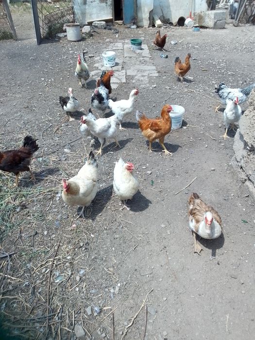 Продаются  Куры Утки .