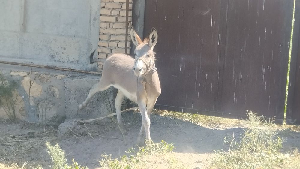 Она бола эшак сотилади